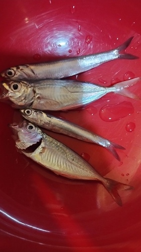 アジの釣果