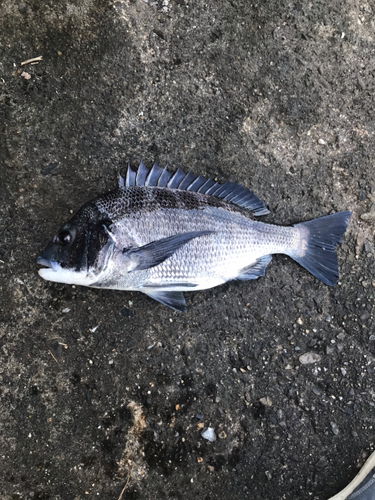 クロダイの釣果