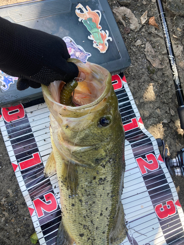 ブラックバスの釣果