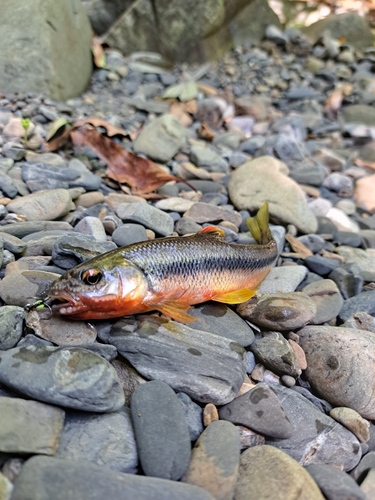 カワムツの釣果