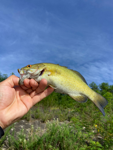 スモールマウスバスの釣果