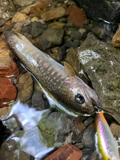 イワナの釣果