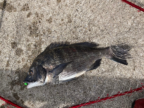 クロダイの釣果