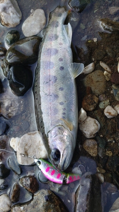 アマゴの釣果