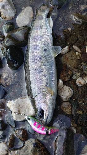 アマゴの釣果