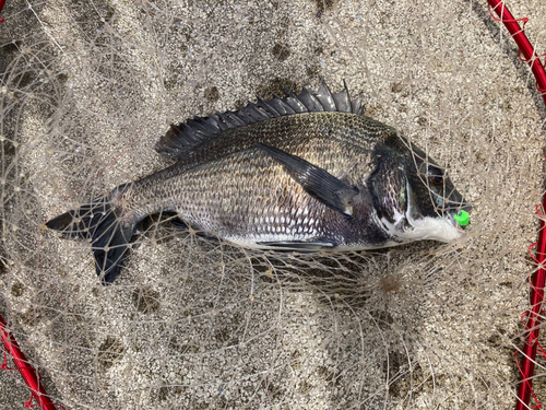 クロダイの釣果