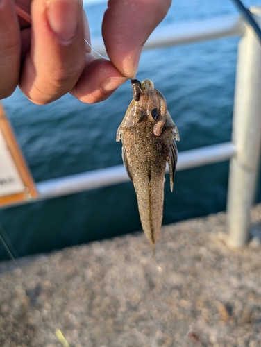 メゴチの釣果