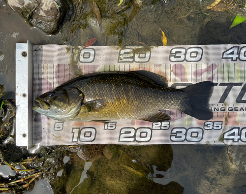 スモールマウスバスの釣果