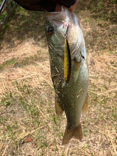 ラージマウスバスの釣果