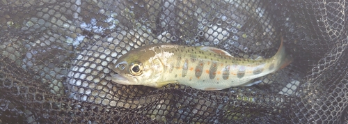 アマゴの釣果