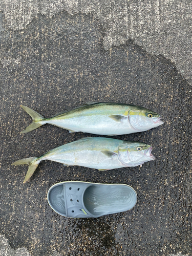 イナダの釣果