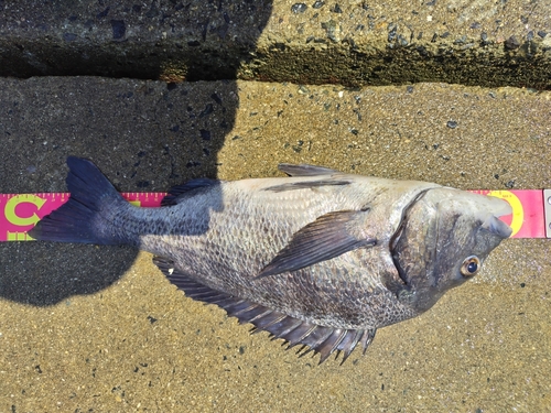 チヌの釣果