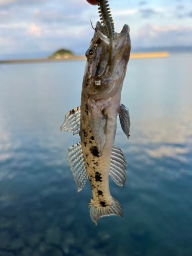 ハゼの釣果