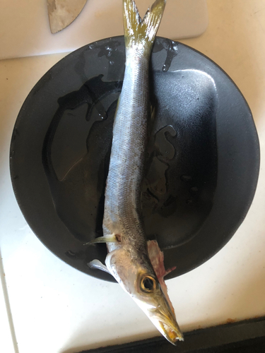 カマスの釣果