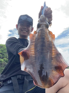 アオリイカの釣果