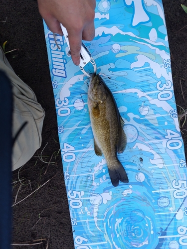 スモールマウスバスの釣果