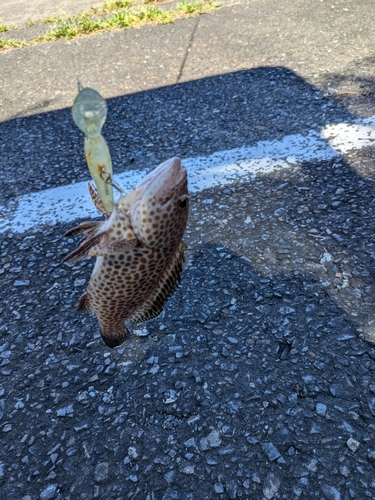 オオモンハタの釣果