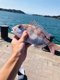 タイの釣果