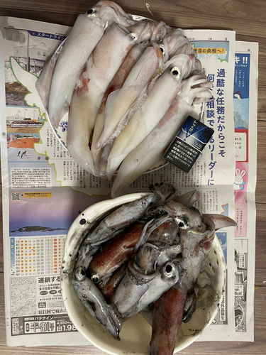 ケンサキイカの釣果