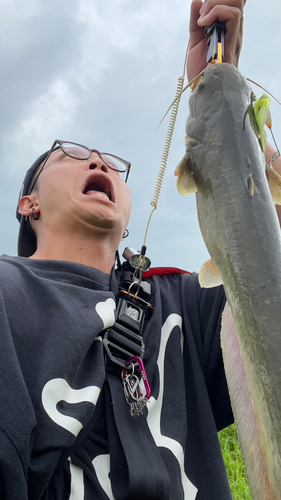 ナマズの釣果