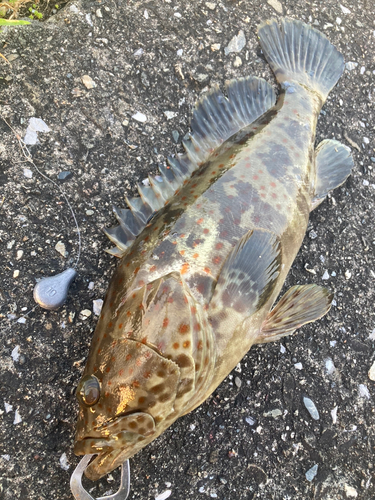 チャイロマルハタの釣果