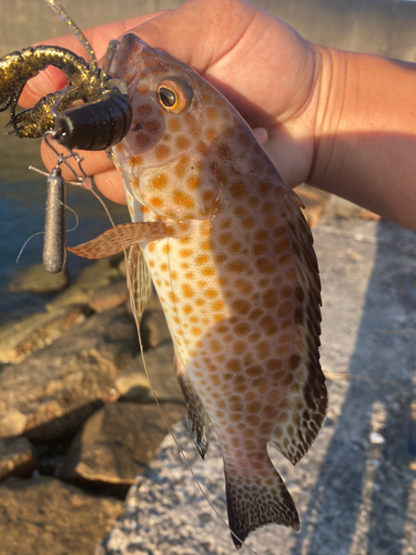 オオモンハタの釣果