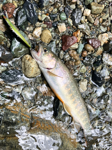 イワナの釣果