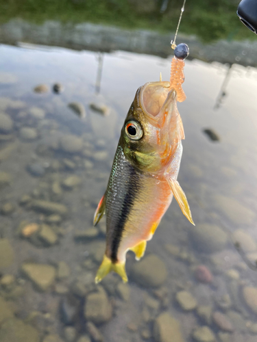 カワムツの釣果