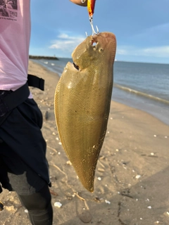 シタビラメの釣果