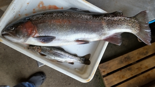 ニジマスの釣果