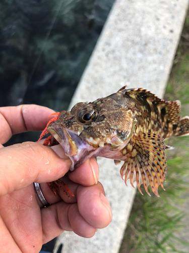 カサゴの釣果