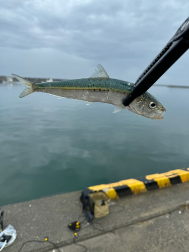 イワシの釣果