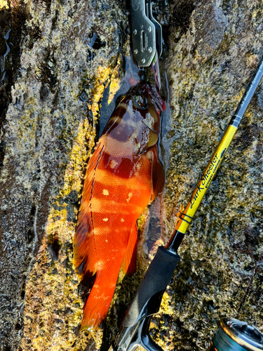 アカハタの釣果