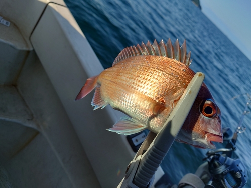 マダイの釣果