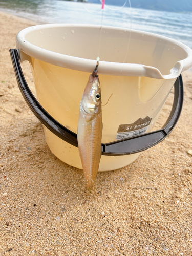 キスの釣果