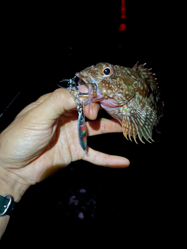 ガシラの釣果