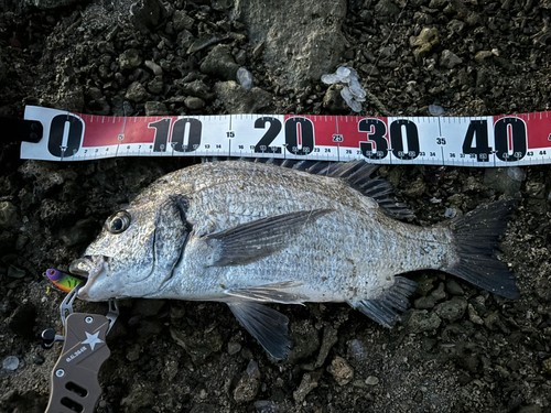 ミナミクロダイの釣果