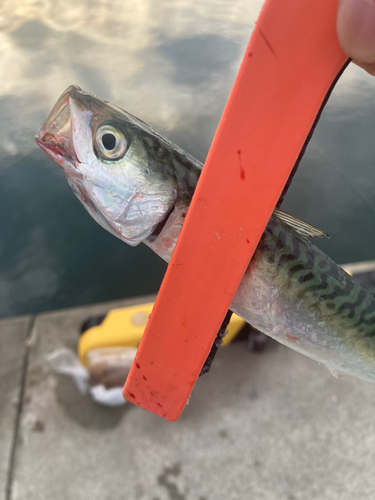 サバの釣果