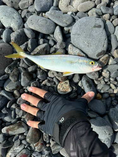 ワカシの釣果