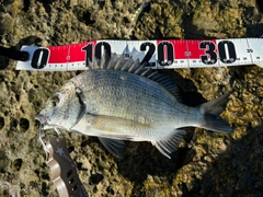 ミナミクロダイの釣果