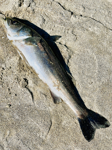 スズキの釣果