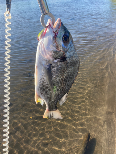 キビレの釣果