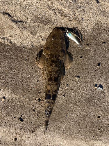 コチの釣果