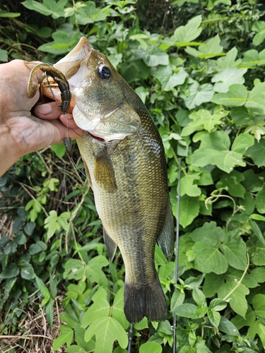 ブラックバスの釣果