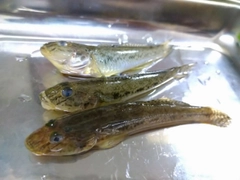 マハゼの釣果