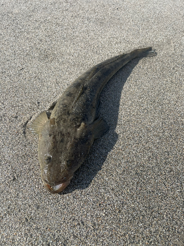 マゴチの釣果