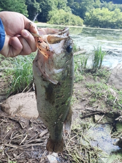 ブラックバスの釣果