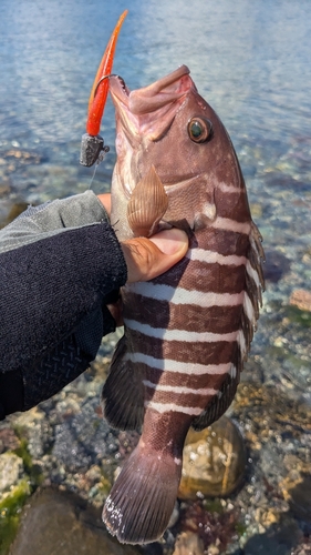 マハタの釣果