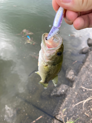 ブラックバスの釣果