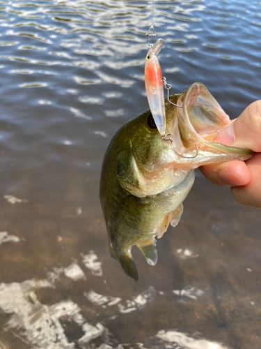 ブラックバスの釣果